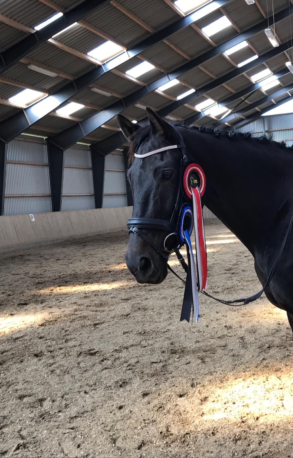 Dansk Varmblod Tanne billede 15