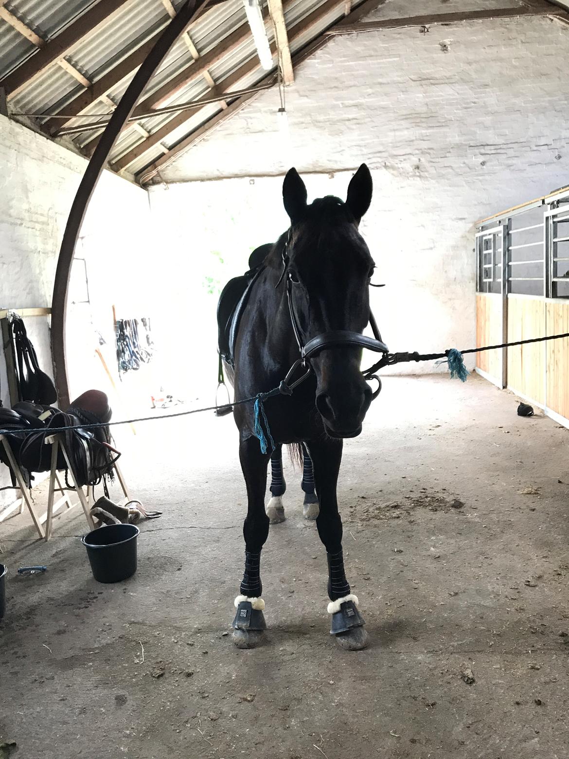 Dansk Varmblod Tanne billede 19