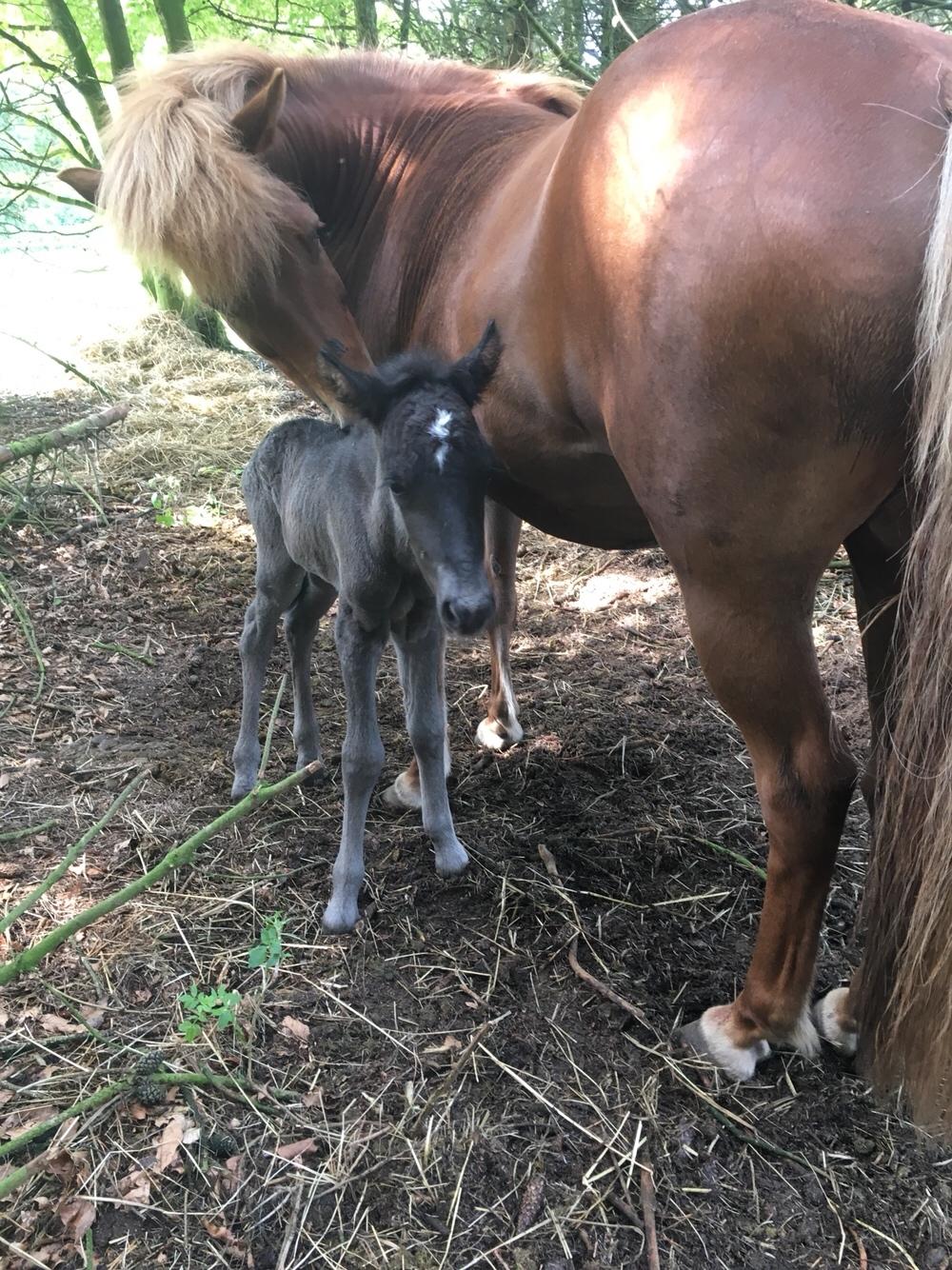 Islænder Muninn fra Kragelund billede 1