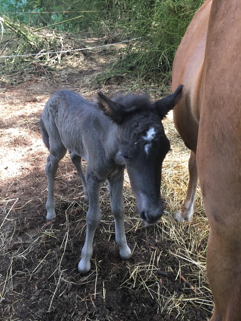 Islænder Muninn fra Kragelund billede 3