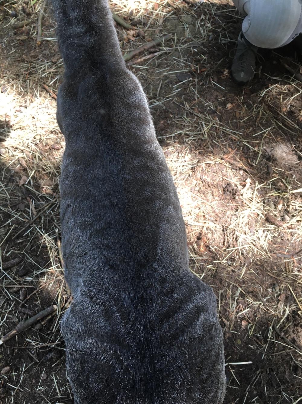 Islænder Muninn fra Kragelund billede 4