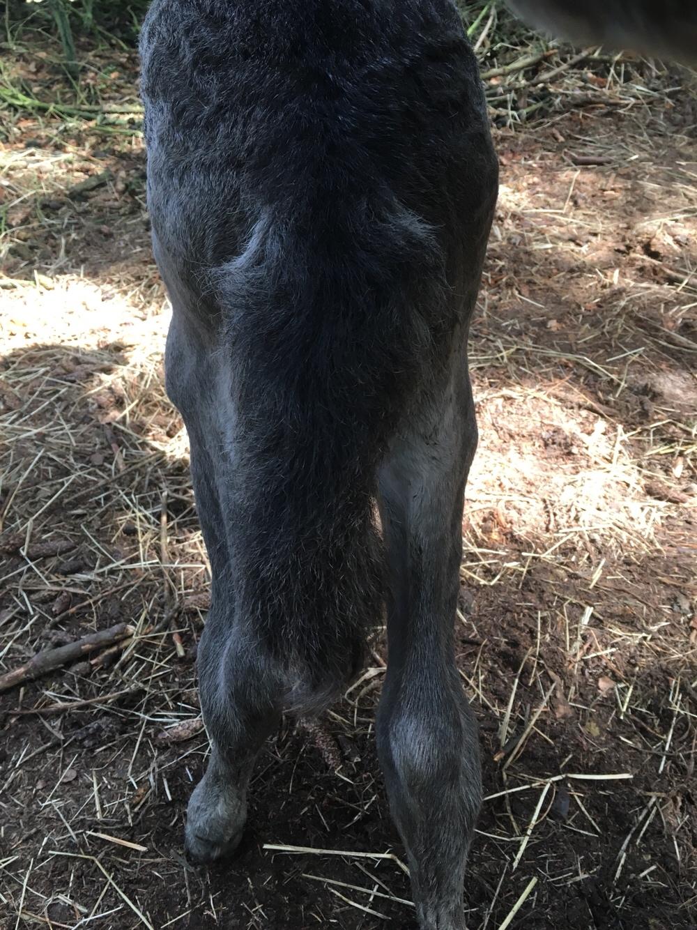 Islænder Muninn fra Kragelund billede 6