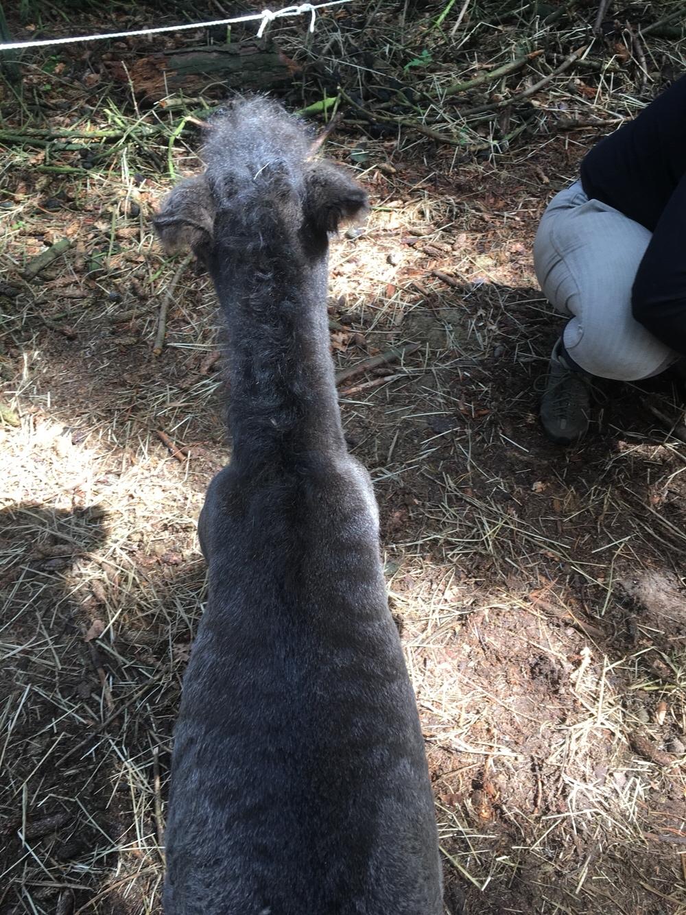 Islænder Muninn fra Kragelund billede 5