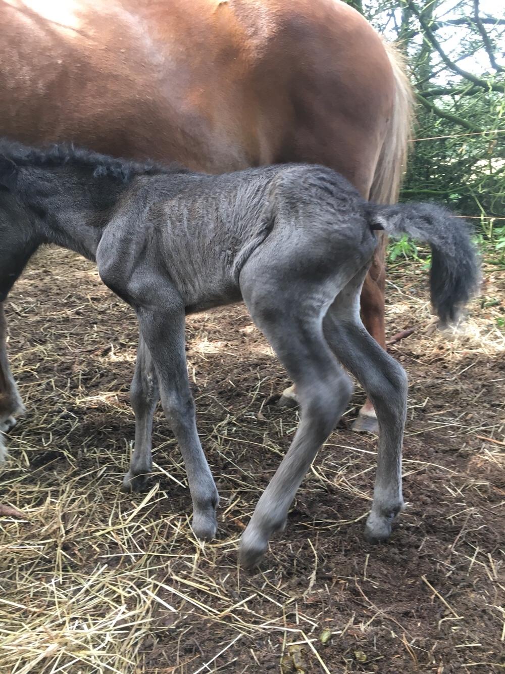 Islænder Muninn fra Kragelund billede 8