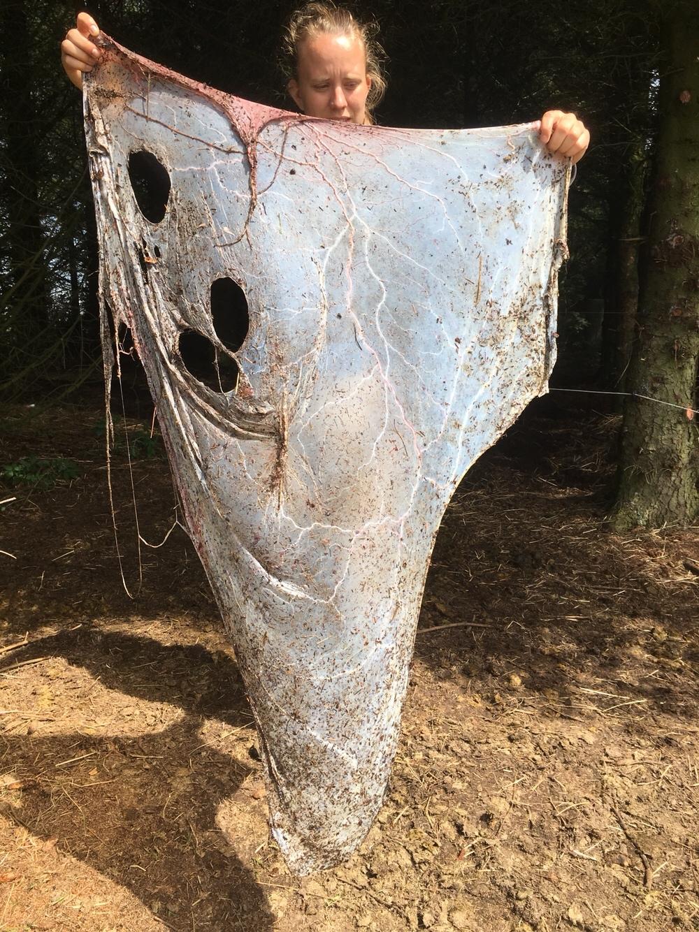 Islænder Muninn fra Kragelund billede 7