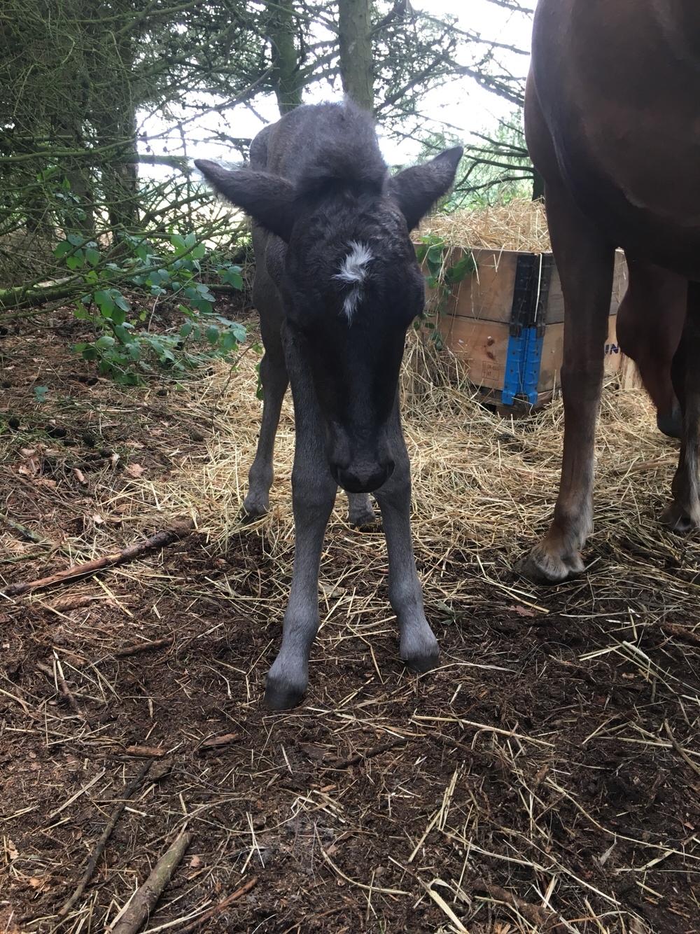 Islænder Muninn fra Kragelund billede 10