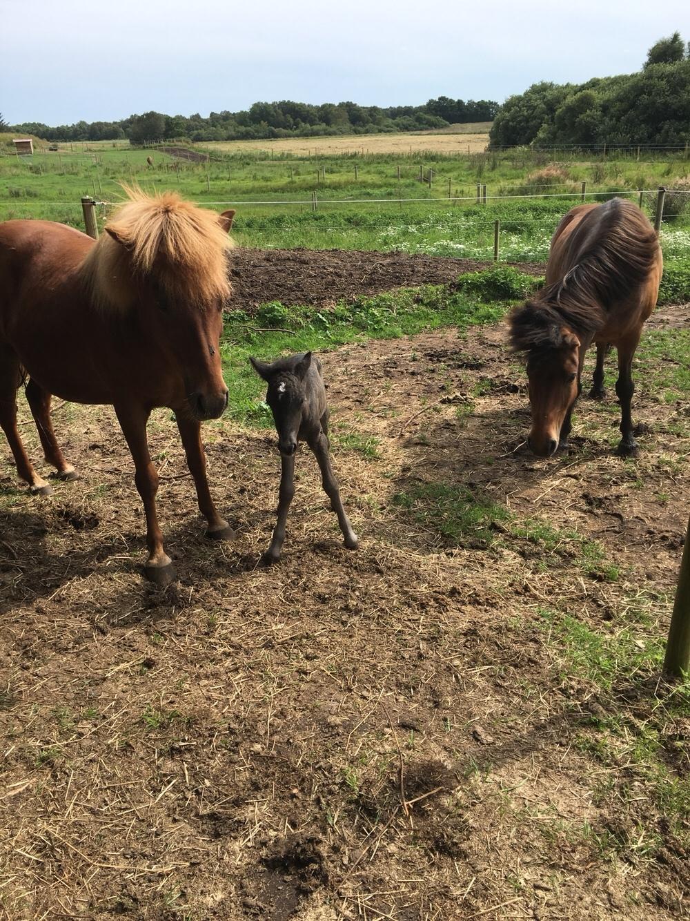Islænder Muninn fra Kragelund billede 11