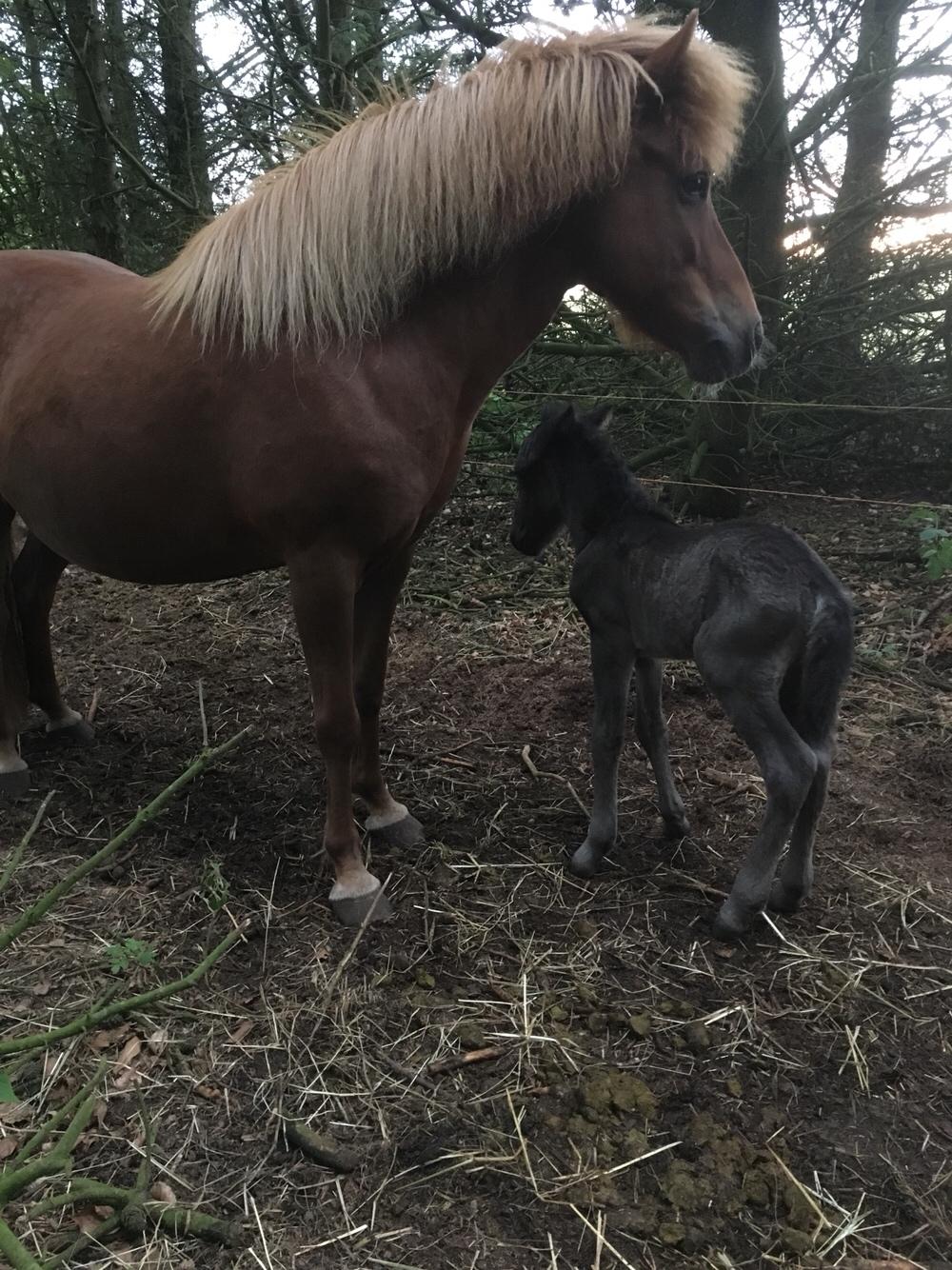 Islænder Muninn fra Kragelund billede 12