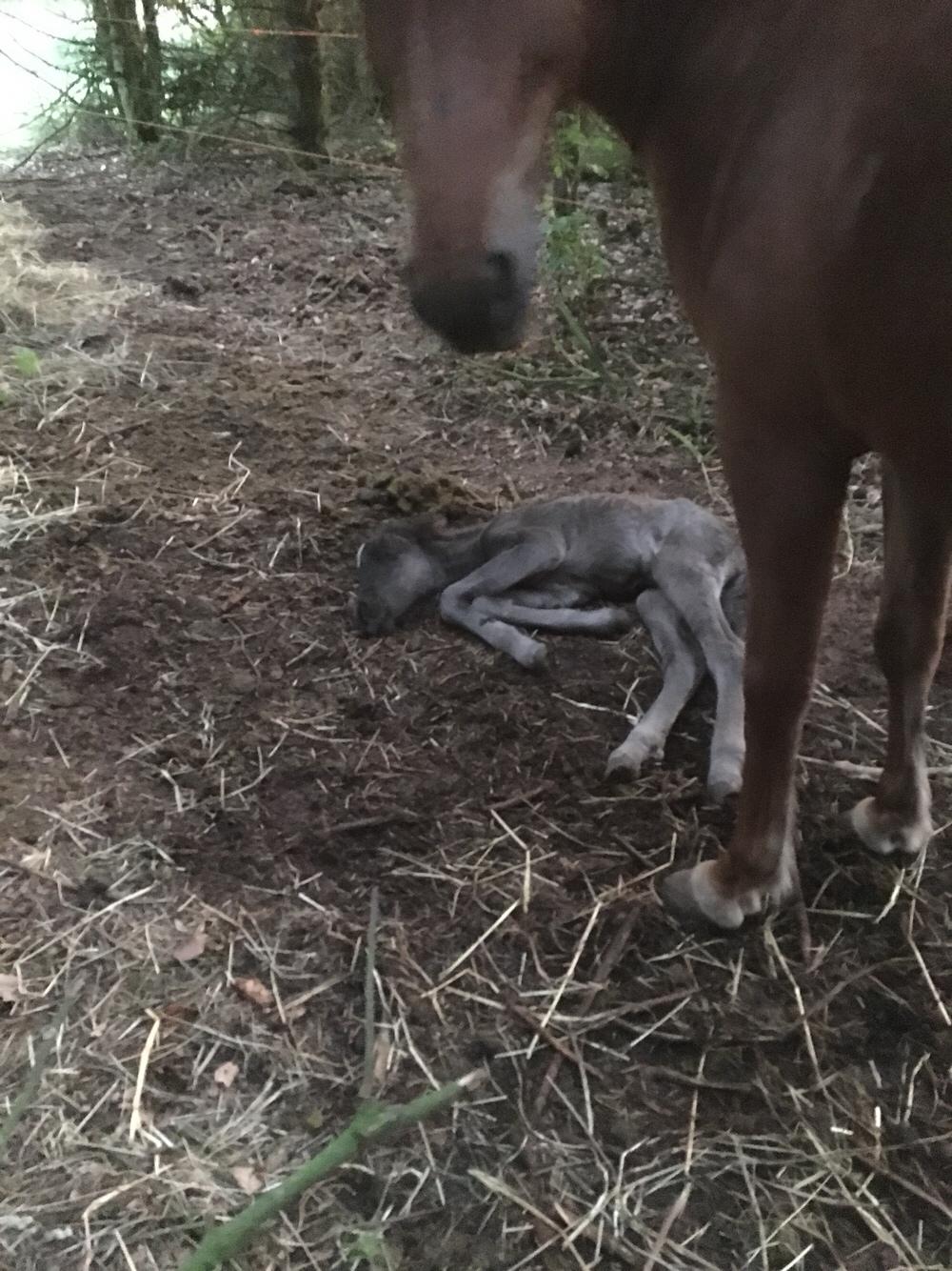 Islænder Muninn fra Kragelund billede 14