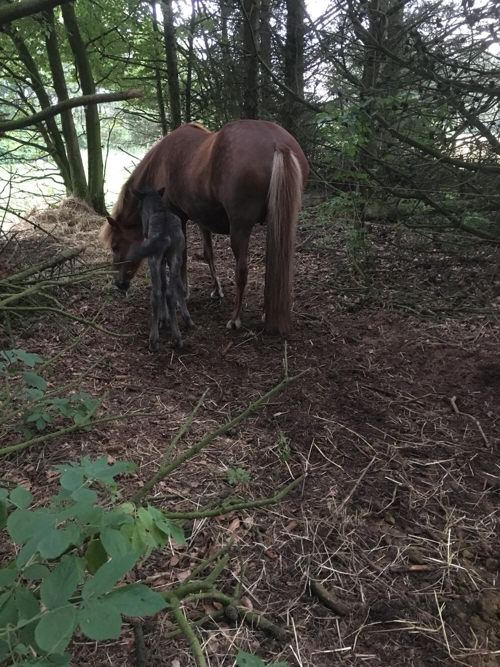 Islænder Muninn fra Kragelund billede 13