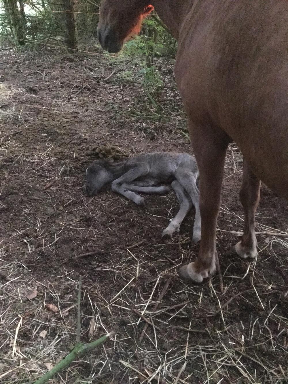 Islænder Muninn fra Kragelund billede 15