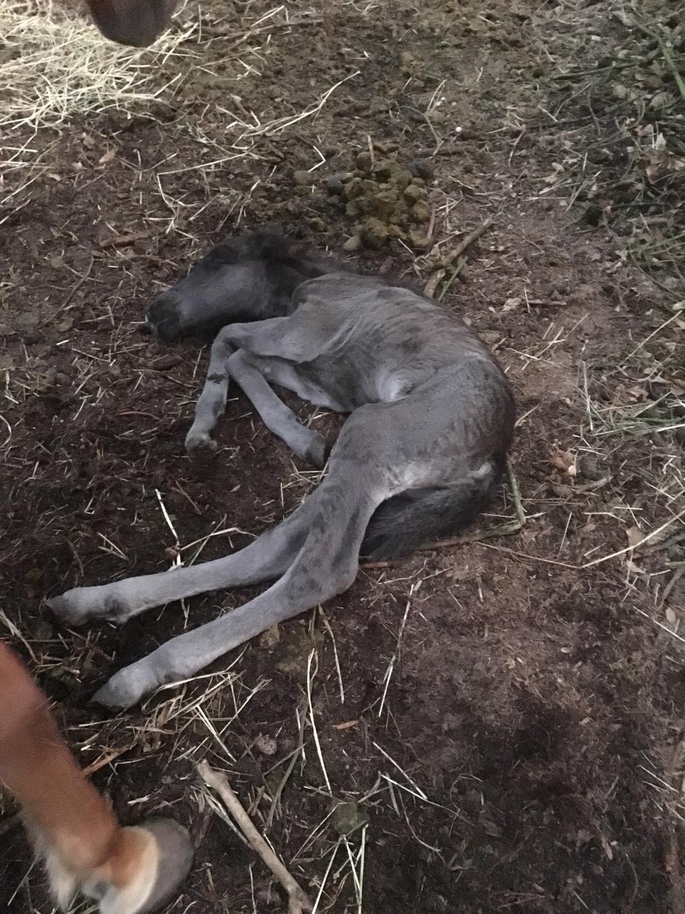 Islænder Muninn fra Kragelund billede 16