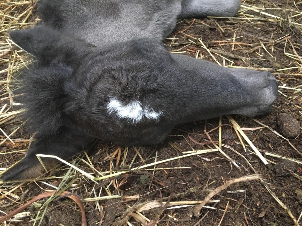 Islænder Muninn fra Kragelund billede 18