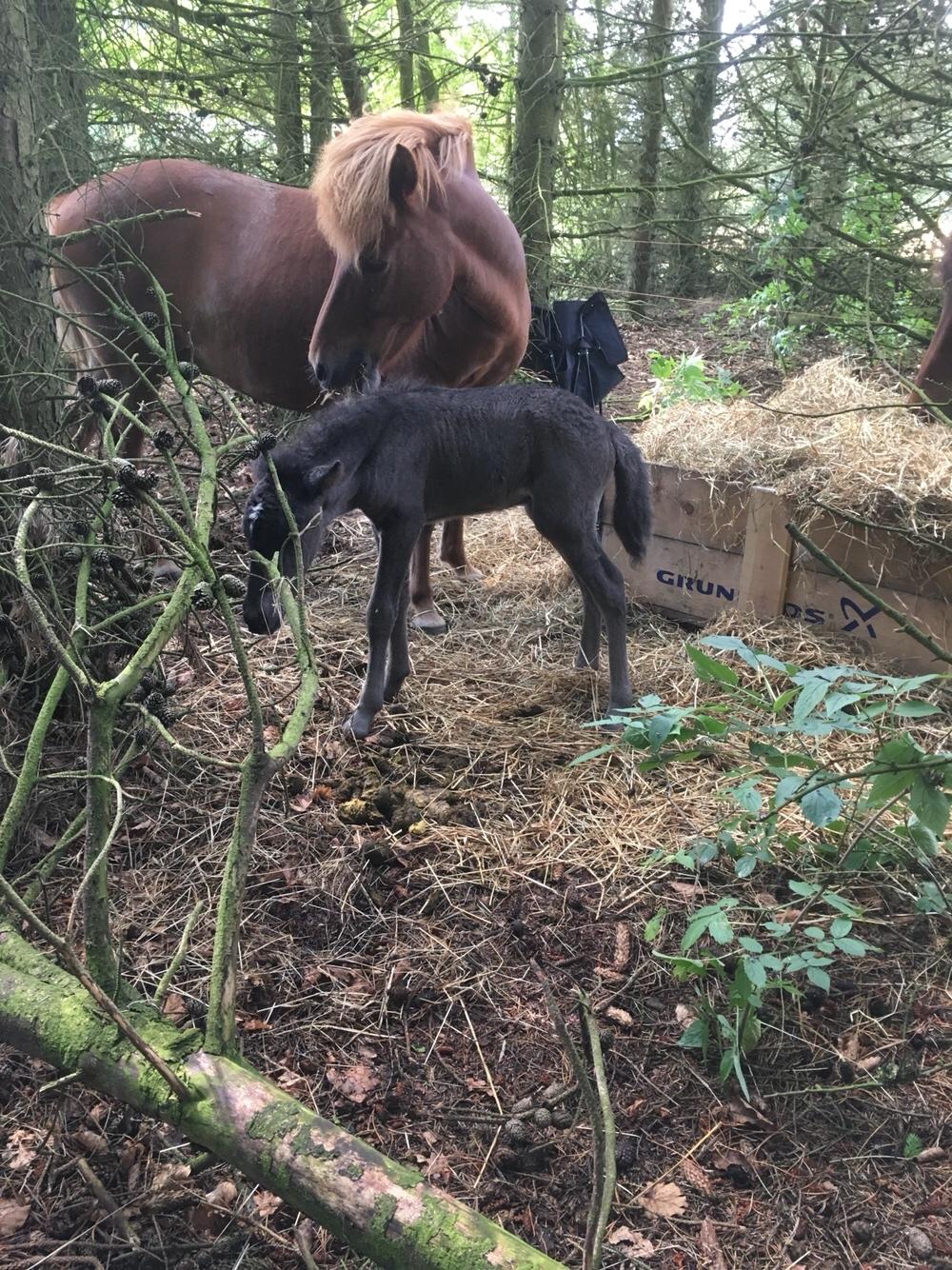 Islænder Muninn fra Kragelund billede 19