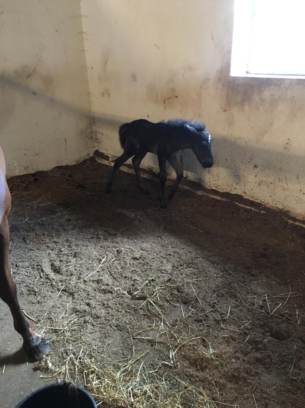 Islænder Muninn fra Kragelund billede 20