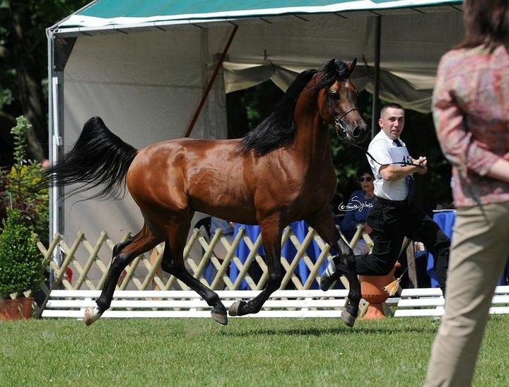 Arabisk fuldblod (OX) Zachary billede 1