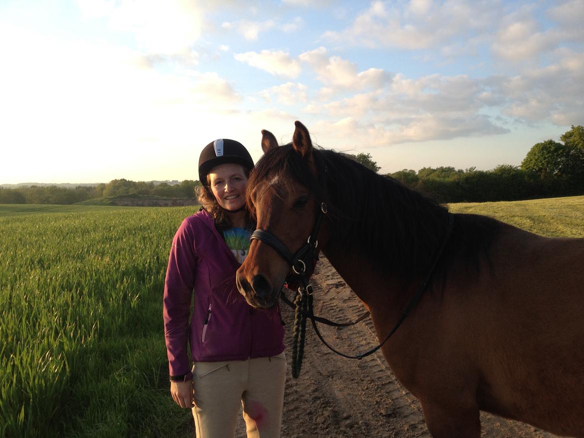 Arabisk fuldblod (OX) Zachary billede 9