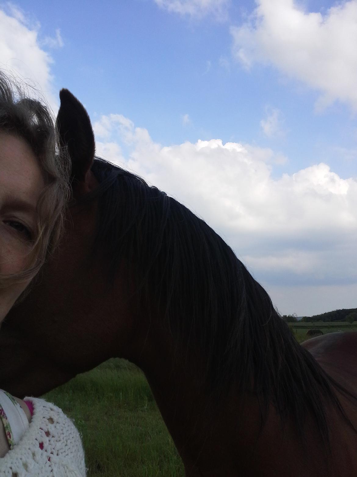 Arabisk fuldblod (OX) Zachary billede 10