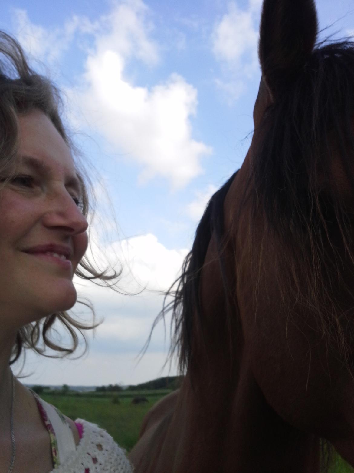 Arabisk fuldblod (OX) Zachary billede 11