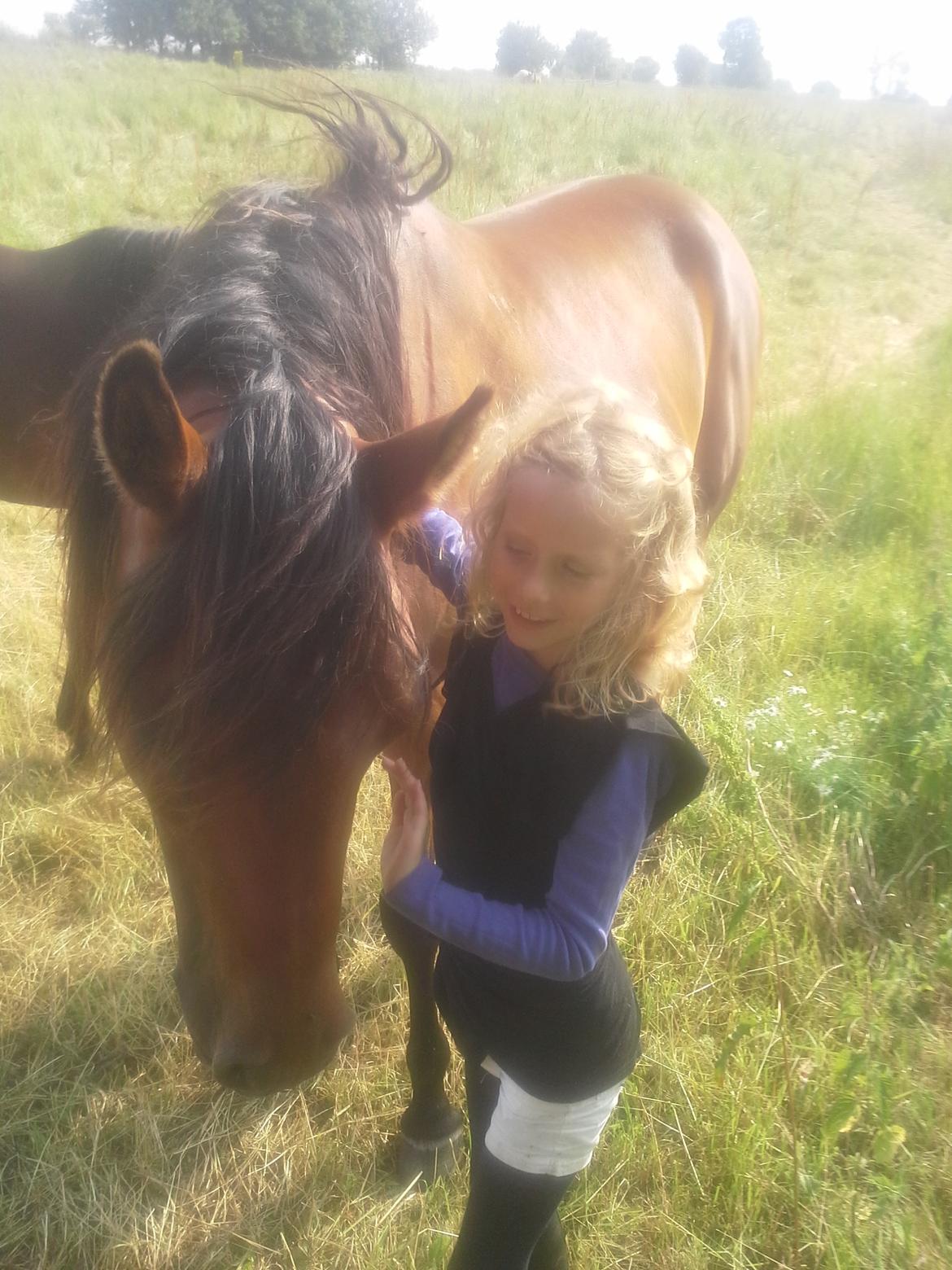 Arabisk fuldblod (OX) Zachary billede 12