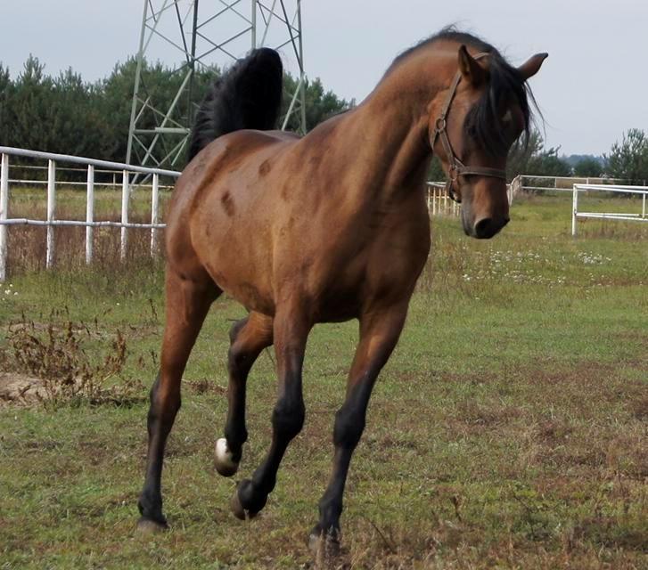 Arabisk fuldblod (OX) Zachary billede 16