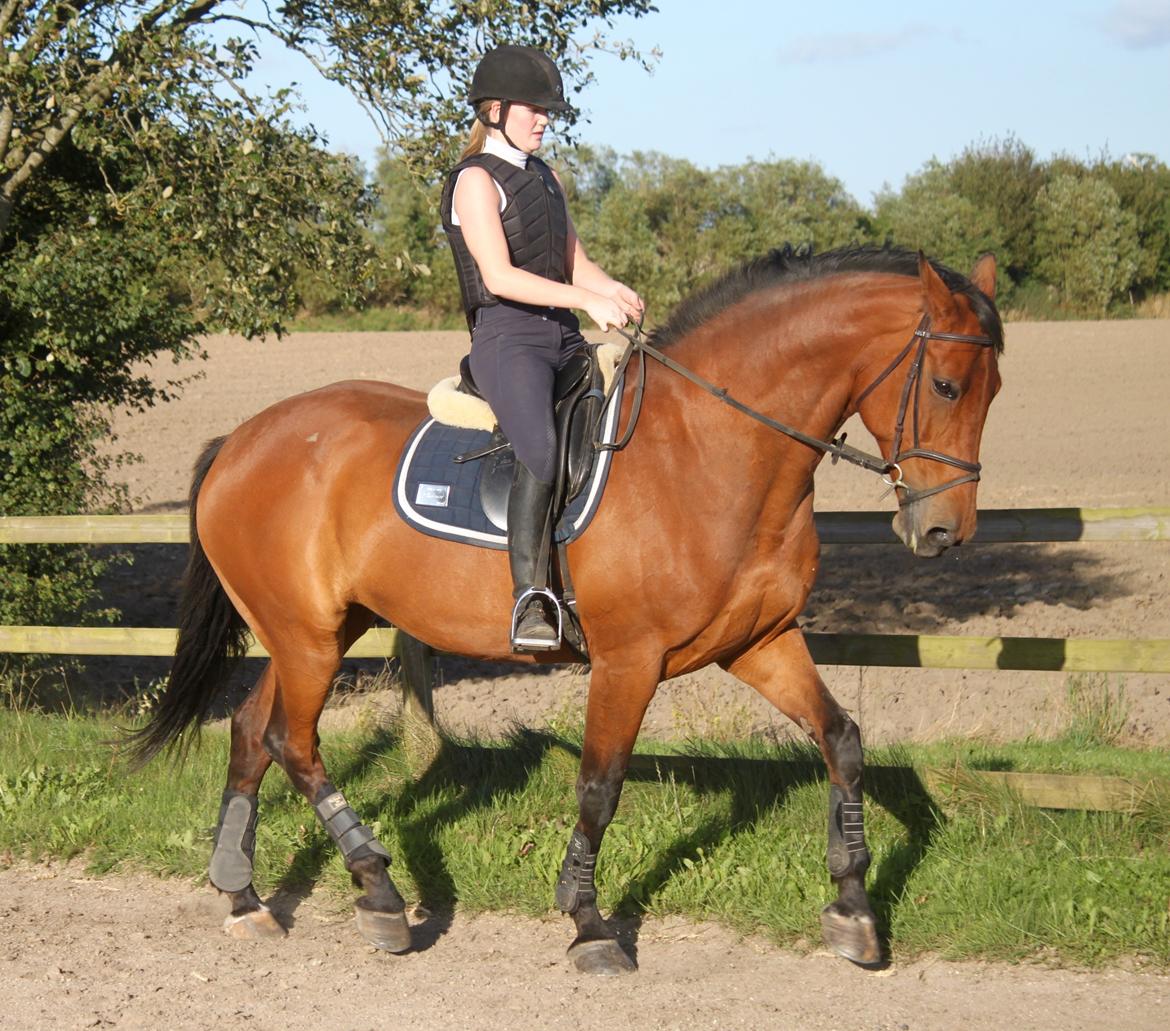 Dansk Varmblod Malu - S billede 14