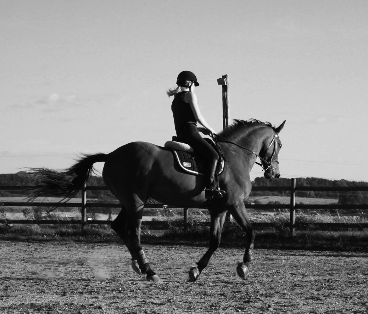 Dansk Varmblod Malu - S billede 10