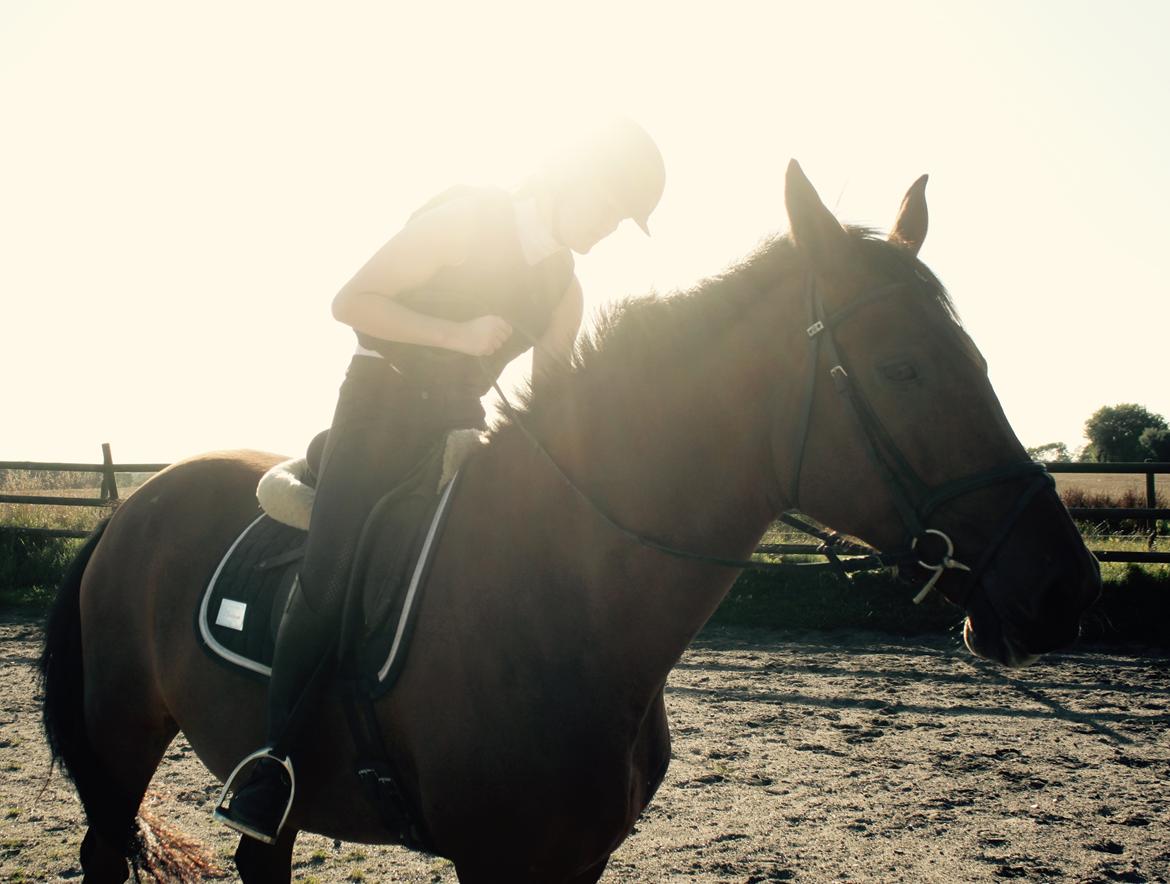 Dansk Varmblod Malu - S billede 18