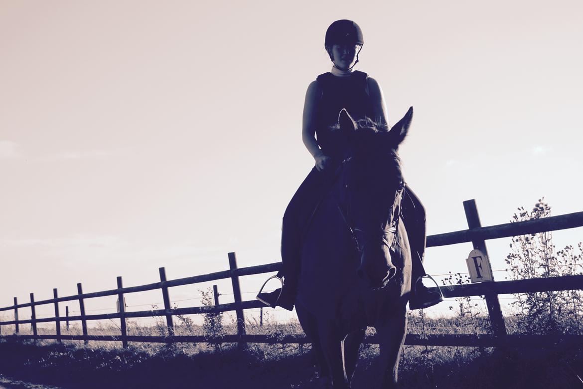 Dansk Varmblod Malu - S billede 20