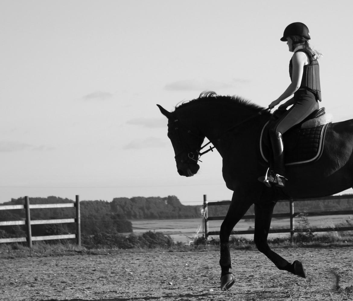 Dansk Varmblod Malu - S billede 4