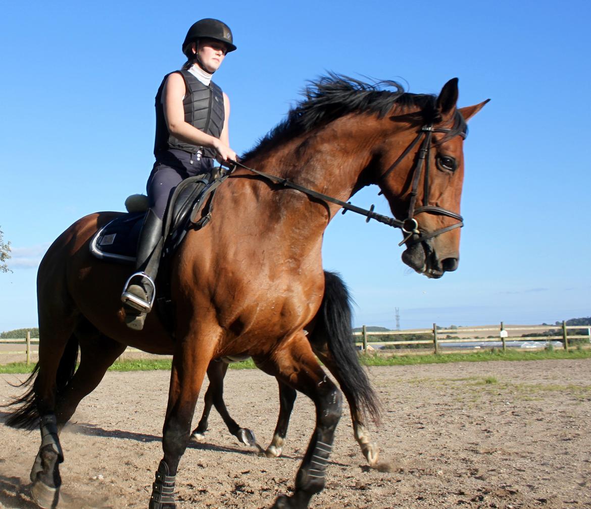 Dansk Varmblod Malu - S billede 12