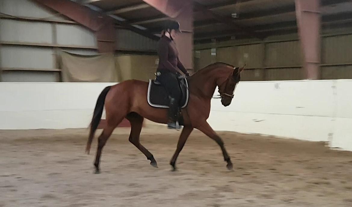 Anden særlig race Gloria billede 5