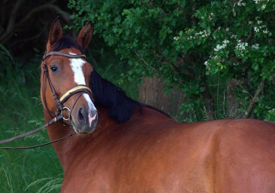 Anden særlig race Gloria billede 12