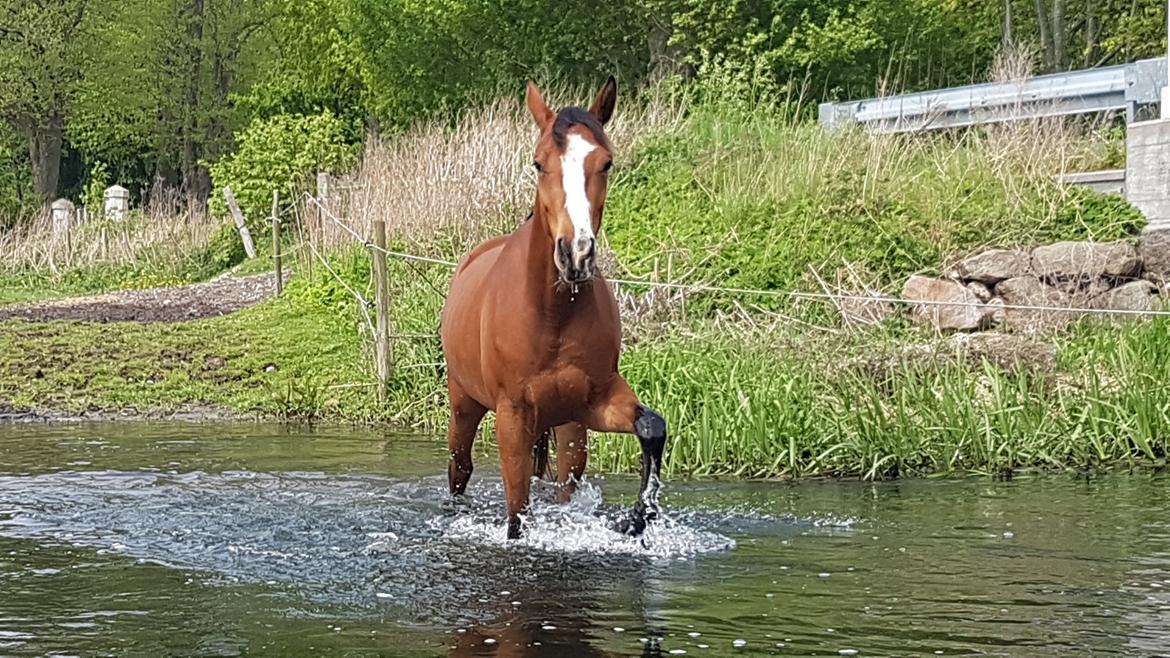 Anden særlig race Gloria billede 15