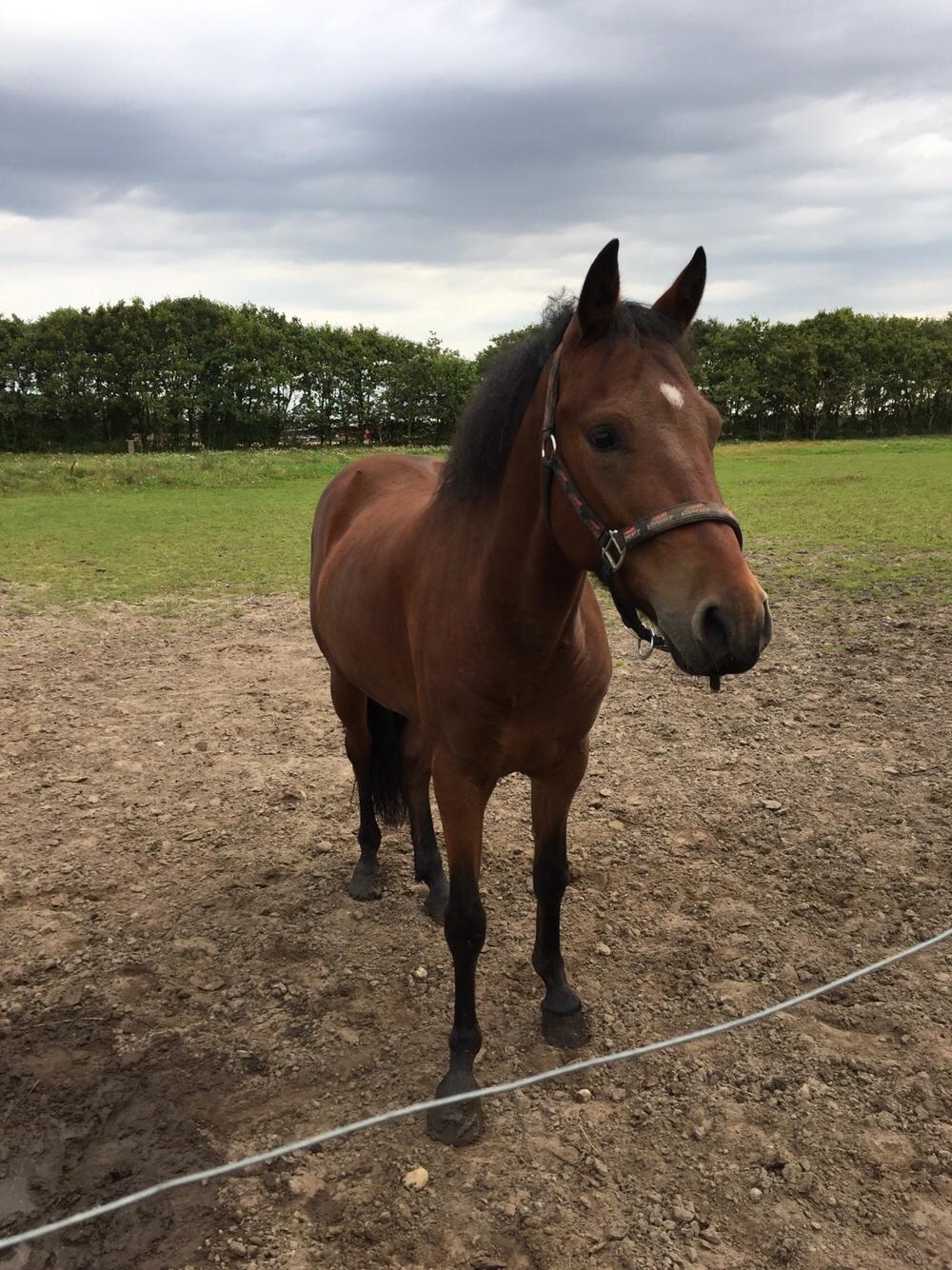 New Forest Spangsbo's Starlight billede 7