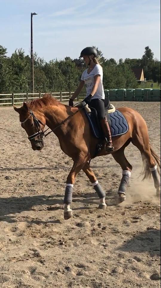 Dansk Varmblod Coco Pops billede 16