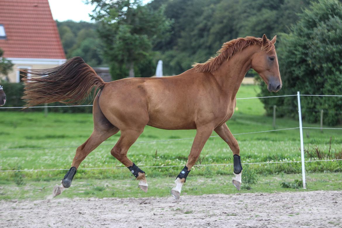 Dansk Varmblod Coco Pops billede 18