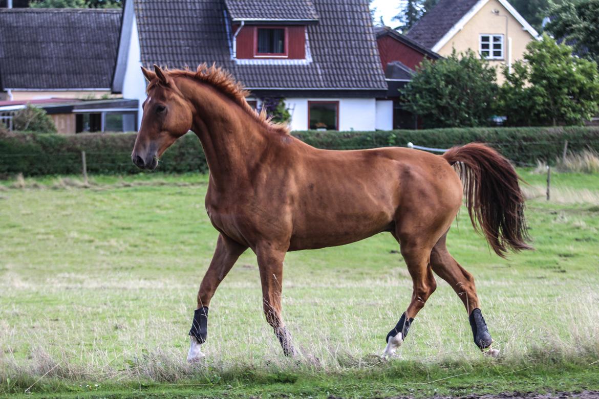 Dansk Varmblod Coco Pops billede 19