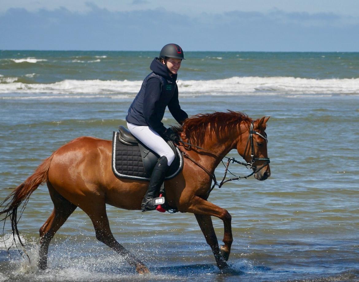 DSP F. charming de luxe billede 2