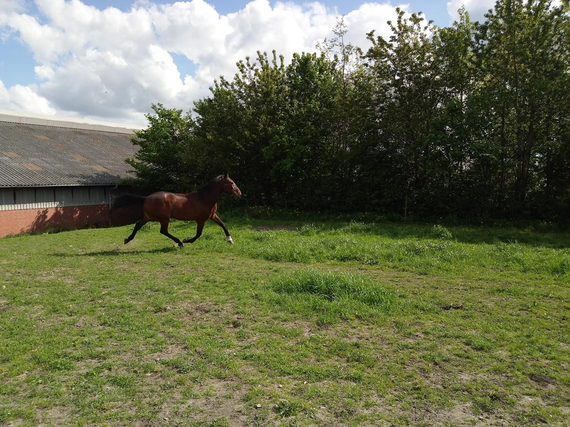 Traver Chinook Silver billede 18