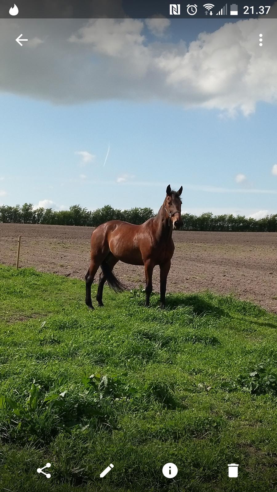 Traver Chinook Silver billede 16