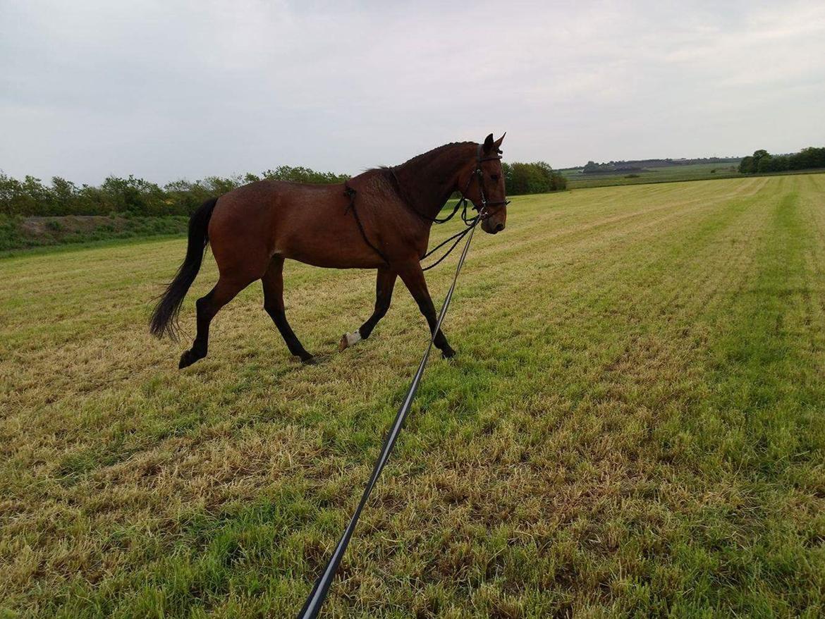 Traver Chinook Silver billede 17