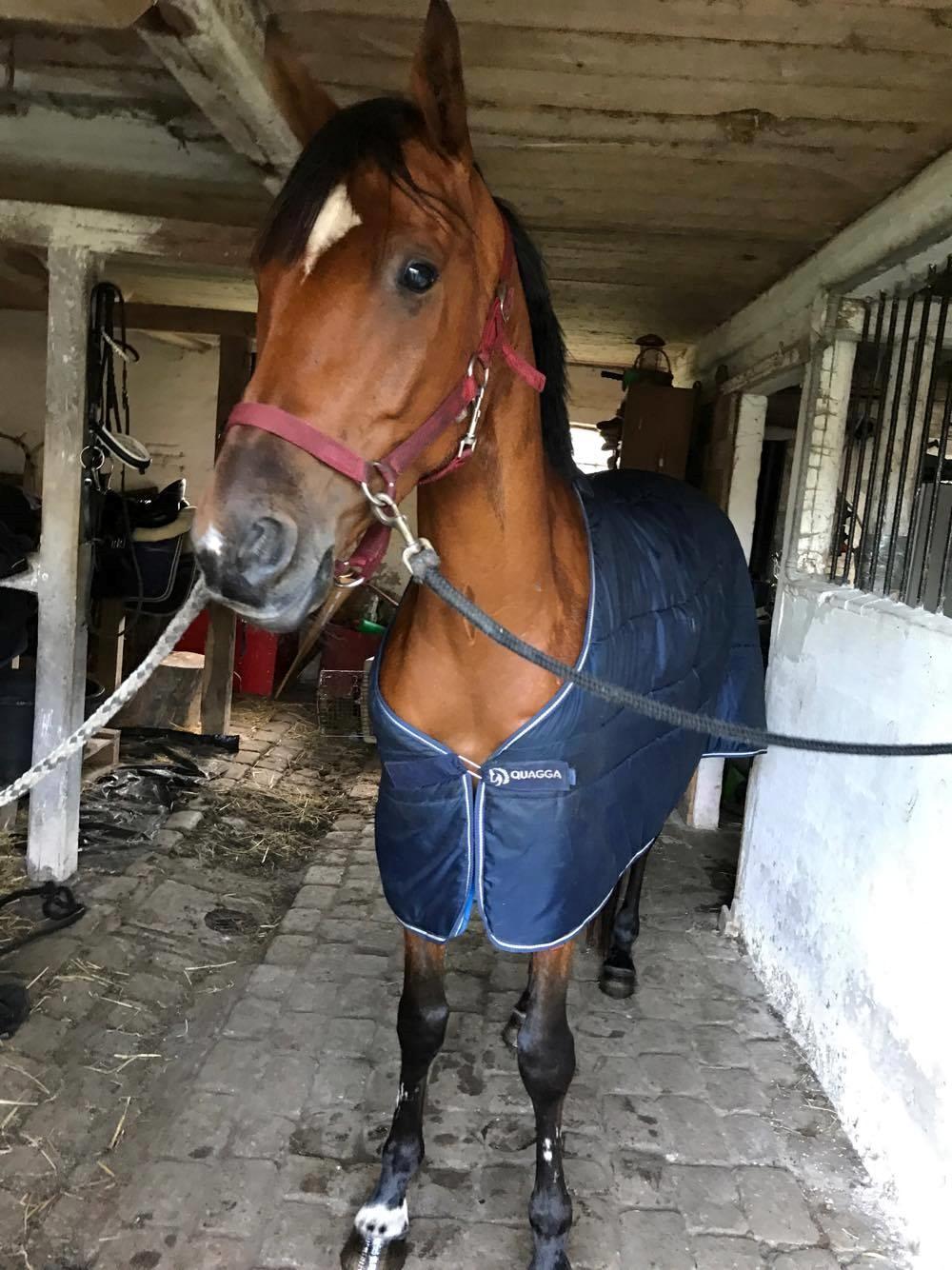 Sportsaraber (A) Aragorn's Choice - Tørre efter et dejligt bad billede 14