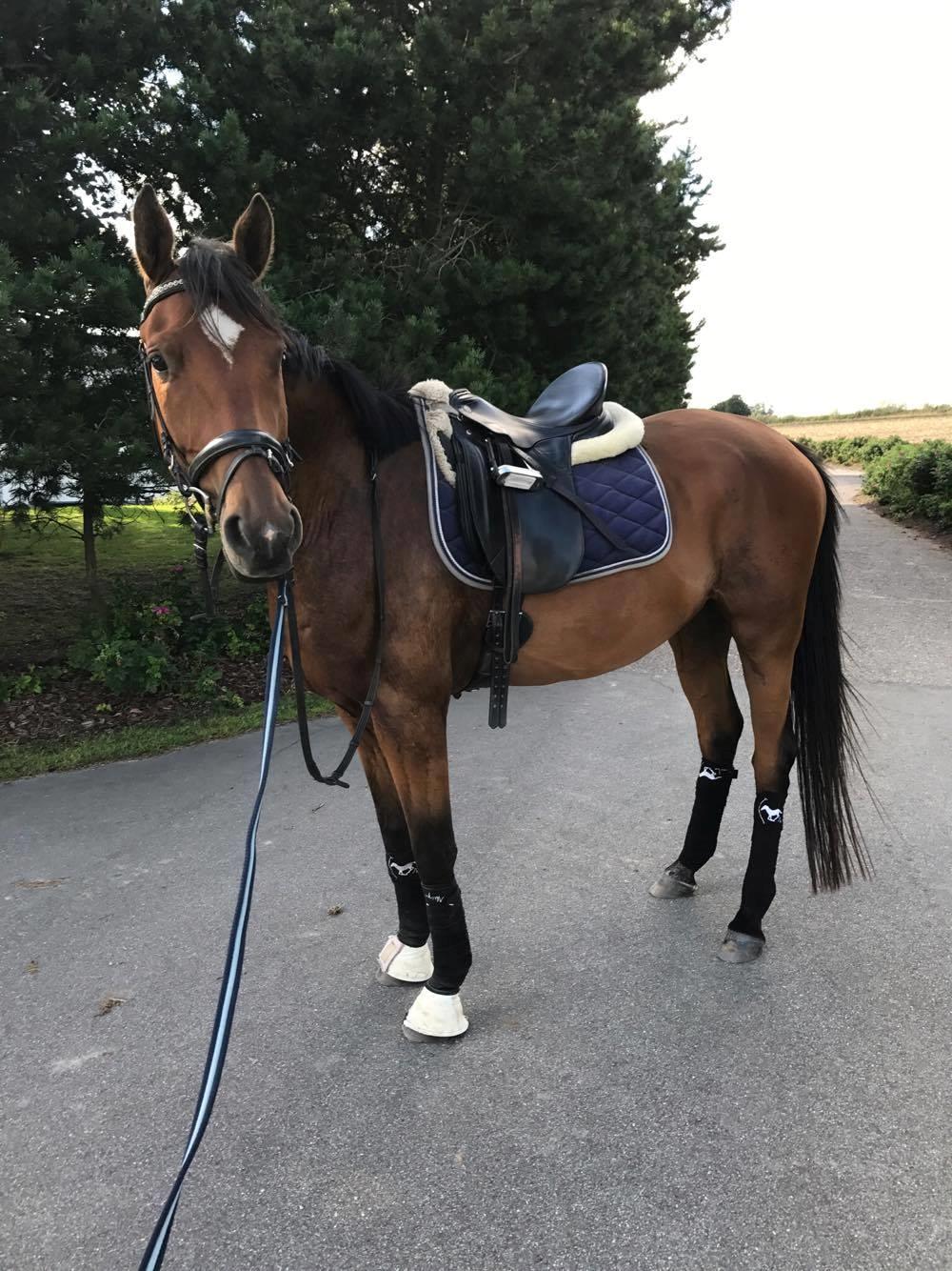 Sportsaraber (A) Aragorn's Choice billede 16