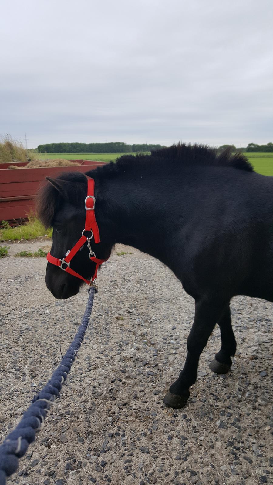 Shetlænder Maja - ny rød grime billede 6