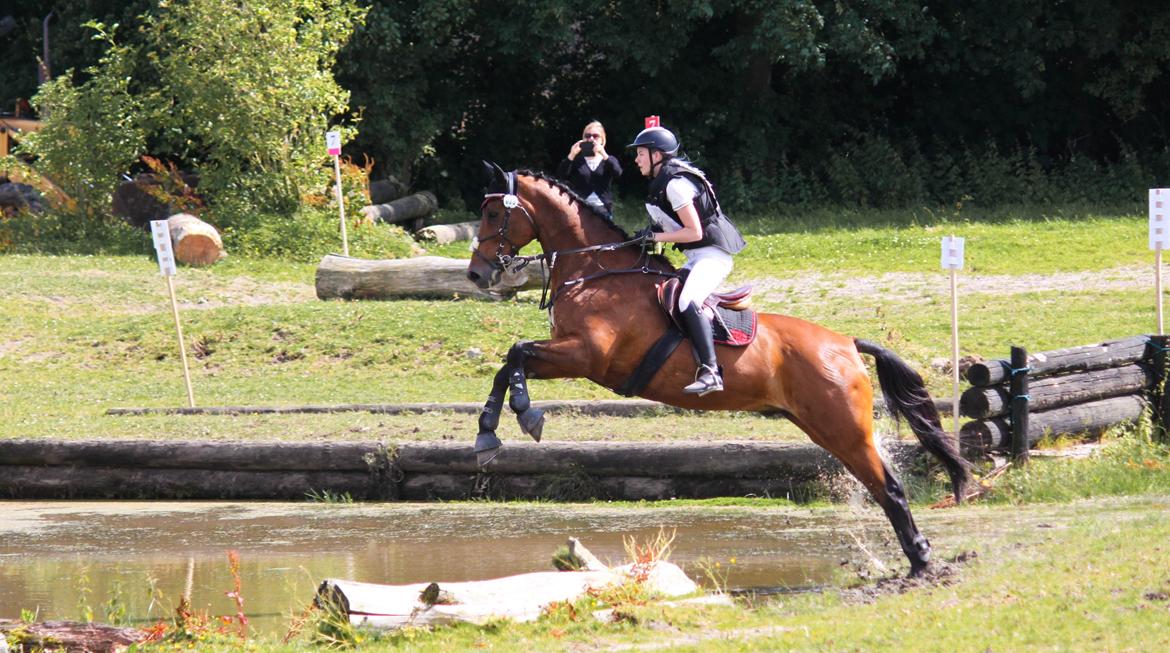 Hollandsk Varmblod W. catsburg billede 4