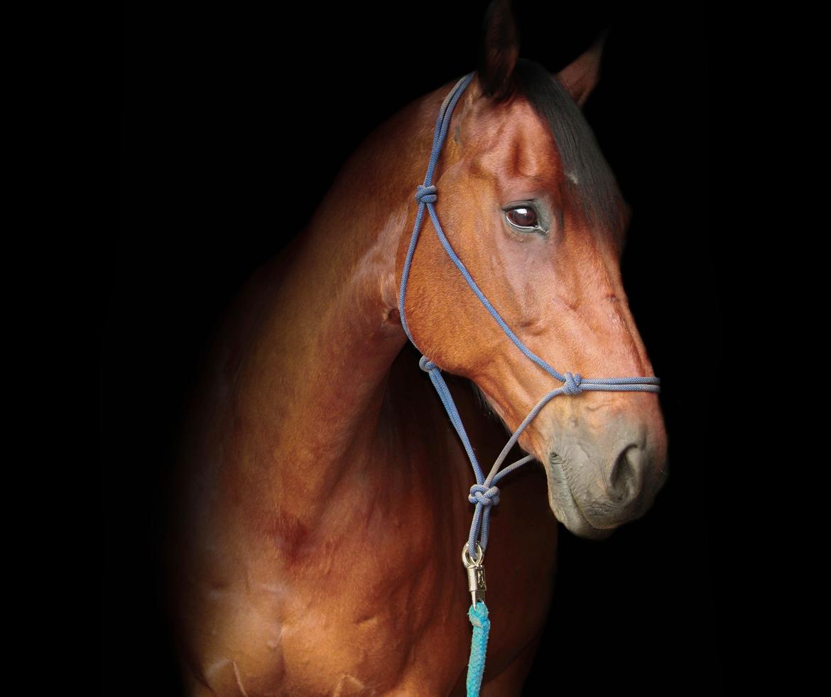 Hollandsk Varmblod W. catsburg billede 2