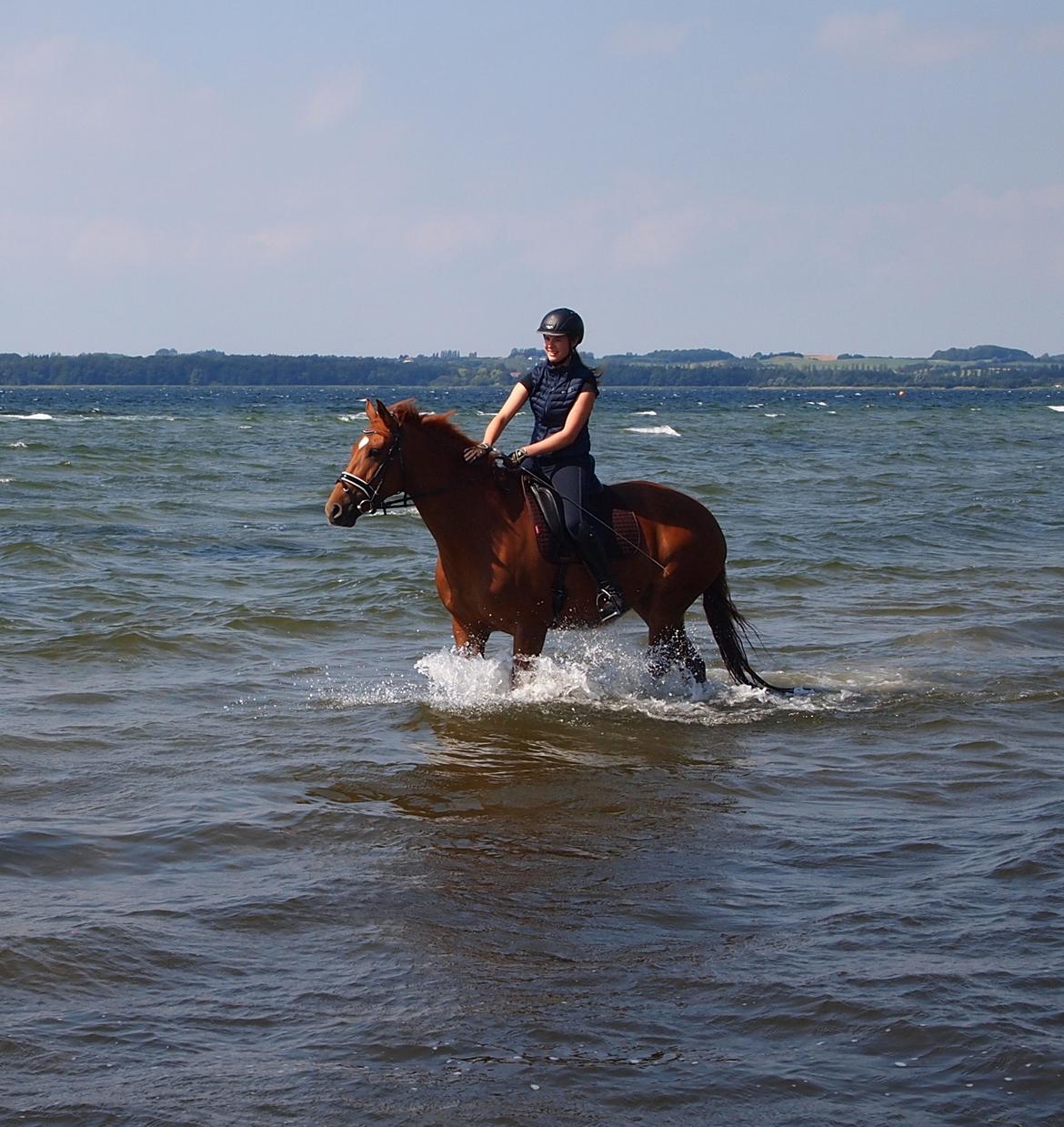 Dansk Varmblod Knunie's Zabella - 09-08-2017 billede 7