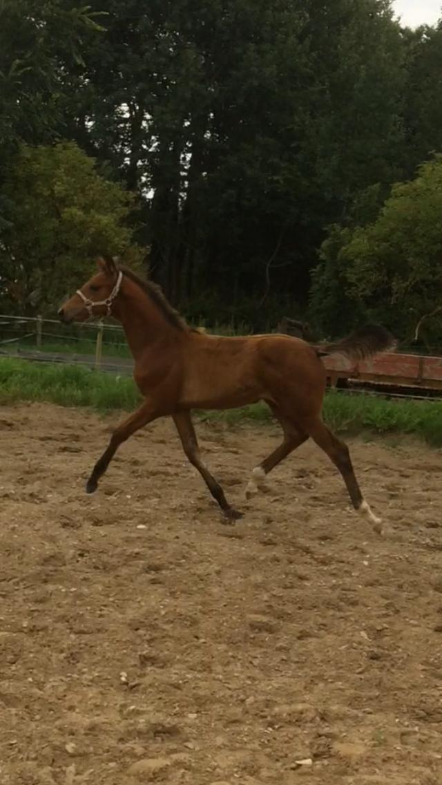 Dansk Varmblod Alphahit billede 16