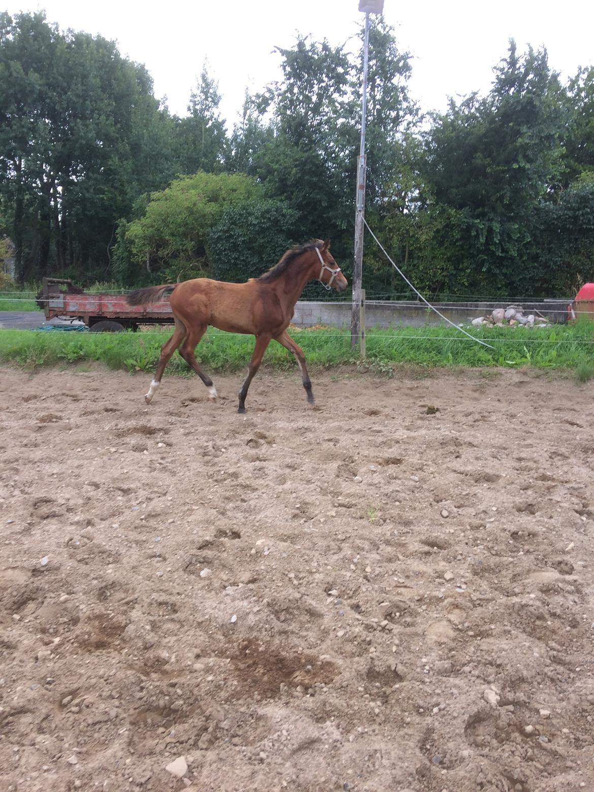 Dansk Varmblod Alphahit billede 17